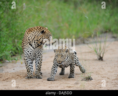 afrikanischer Leopard männliche und weibliche vor der Paarung im Flussbett Stockfoto