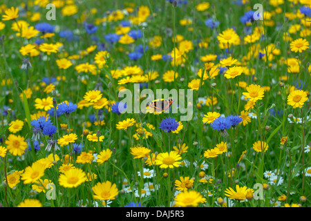 Kleiner Fuchs Schmetterling auf Mais Ringelblume in der Wiese Stockfoto