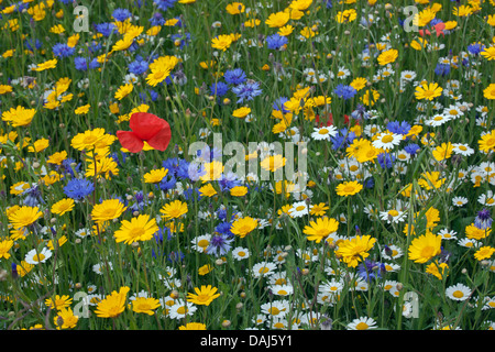 Maismurmelige, Kornblume, Maiskastanie und Mohnblumen in Meadow Stockfoto