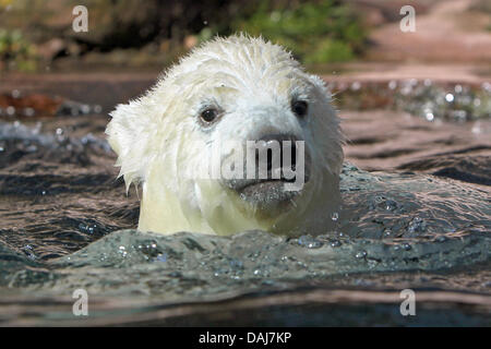 Das Bild zeigt ein Eisbär Jungen schwimmen im Zoo in Nürnberg am 23. März 2011. Die 16 Wochen alte Eisbär Youngs, die Gregor und Aleut ihre Höhlen zum ersten Mal am Mittwoch verlassen haben, wurden sie am 16. Dezember 2010 geboren. Foto: Daniel Karmann Stockfoto