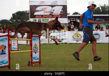 13. Juli 2013 - Koronadal, Philippinen - nimmt ein Hund Teil an den 21. Philippinen Hund Leichtathletik-Verbandes Agility Meisterschaften in den südlichen Philippinen Koronadal. (Kredit-Bild: © Jef Maitem/ZUMAPRESS.com) Stockfoto