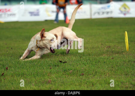 13. Juli 2013 - Koronadal, Philippinen - nimmt ein Hund Teil an den 21. Philippinen Hund Leichtathletik-Verbandes Agility Meisterschaften in den südlichen Philippinen Koronadal. (Kredit-Bild: © Jef Maitem/ZUMAPRESS.com) Stockfoto