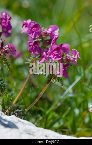 Langnasen-Läusekräuter (Pedicularis Rostratocapitata), blühen, Österreich Stockfoto