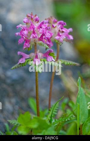 quirlige Läusekräuter (Pedicularis Verticillata), blühen, Schweiz Stockfoto