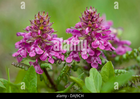 quirlige Läusekräuter (Pedicularis Verticillata), blühen, Schweiz Stockfoto