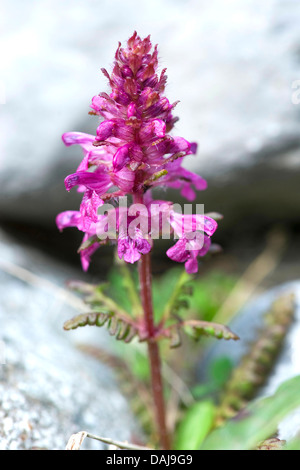 quirlige Läusekräuter (Pedicularis Verticillata), blühen, Schweiz Stockfoto