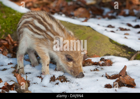 Wildschwein, Schwein, Wildschwein (Sus Scrofa), Shote schnüffeln im Schnee, Deutschland Stockfoto