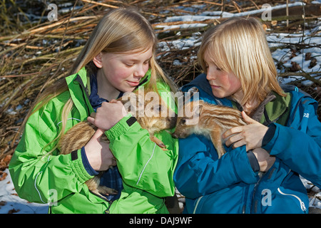 Wildschwein, Schwein, Wildschwein (Sus Scrofa), einer der beiden Geschwister halten eine Shote am Arm, Deutschland