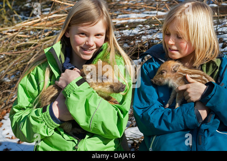 Wildschwein, Schwein, Wildschwein (Sus Scrofa), einer der beiden Geschwister halten eine Shote am Arm, Deutschland