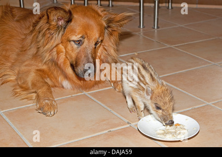 Wildschwein, Schwein, Wildschwein (Sus Scrofa), Hund verfolgen, wie die Shote, Fütterung, Deutschland Stockfoto