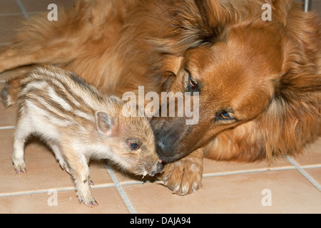 Wildschwein, Schwein, Wildschwein (Sus Scrofa), Hund leckt eine Shote sauber, Deutschland Stockfoto