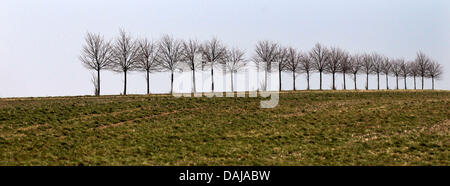 Bäume in einer Gasse in der Nähe von Muecheln, Deutschland, 29. März 2011. Foto: Jan Woitas Stockfoto