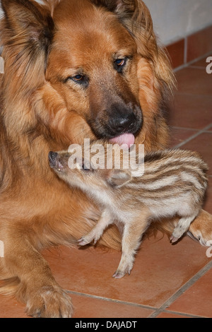 Wildschwein, Schwein, Wildschwein (Sus Scrofa), Hund leckt eine Shote sauber, Deutschland Stockfoto