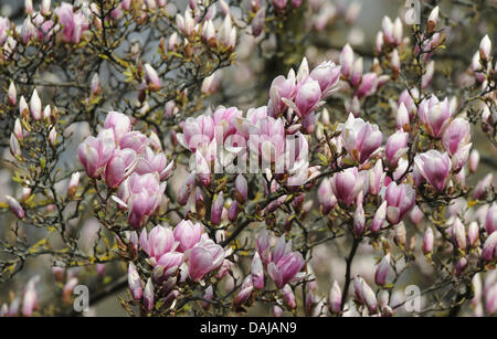 Zahlreiche Magnolienblüten in der Wilhelma Zoologischer und Botanischer Garten in Stuttgart, Deutschland, 20. März 2011 zu sehen. Die Wilhelma beherbergt eine der größten Sammlungen von Magnolien in Europa mit mehr als 70 im Park. Sie haben es seit über 160 Jahren kultiviert worden. Foto: Marc Müller Stockfoto