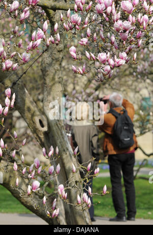 Ein Besucher fotografiert eine Magnolie Blüte in der Wilhelma Zoologischer und Botanischer Garten in Stuttgart, Deutschland, 20. März 2011. Die Wilhelma beherbergt eine der größten Sammlungen von Magnolien in Europa mit mehr als 70 im Park. Sie haben es seit über 160 Jahren kultiviert worden. Foto: Marc Müller Stockfoto
