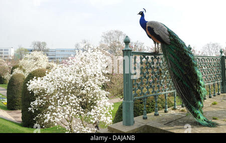 Ein Pfau sitzt vor zahlreichen Magnolien blühen in der Wilhelma Zoologischer und Botanischer Garten in Stuttgart, Deutschland, 20. März 2011. Die Wilhelma beherbergt eine der größten Sammlungen von Magnolien in Europa mit mehr als 70 im Park. Sie haben es seit über 160 Jahren kultiviert worden. Foto: Marc Müller Stockfoto