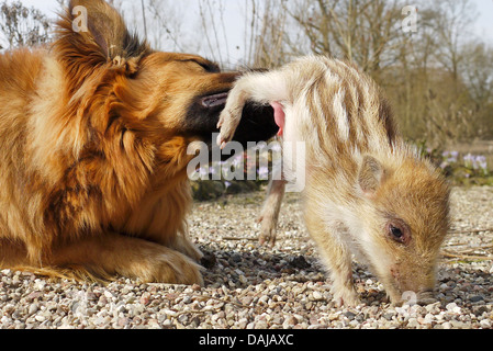 Wildschwein, Schwein, Wildschwein (Sus Scrofa), Hundesalon Shote, Deutschland Stockfoto