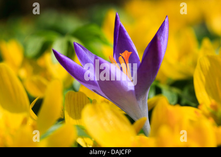 Krokus (Crocus spec.), lila Krokus Blume unter gelben Blüten, Schweiz Stockfoto