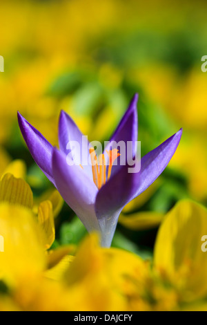 Krokus (Crocus spec.), lila Krokus Blume unter gelben Blüten, Schweiz Stockfoto