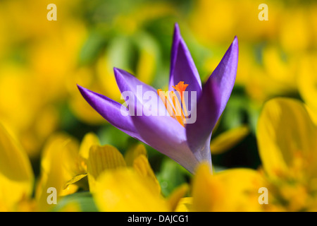 Krokus (Crocus spec.), lila Krokus Blume unter gelben Blüten, Schweiz Stockfoto