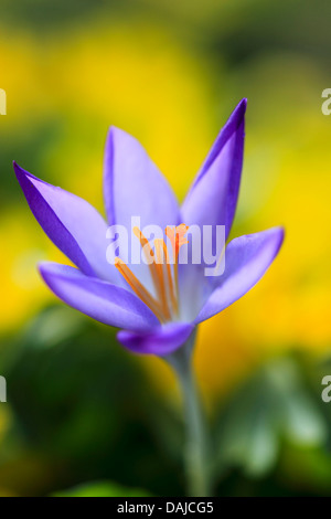 Krokus (Crocus spec.), lila Krokus Blume unter gelben Blüten, Schweiz Stockfoto