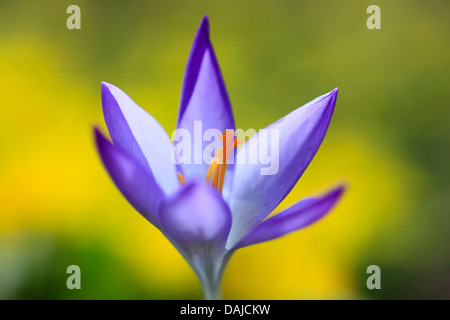 Krokus (Crocus spec.), lila Krokus Blume unter gelben Blüten, Schweiz Stockfoto