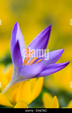 Krokus (Crocus spec.), lila Krokus Blume unter gelben Blüten, Schweiz Stockfoto