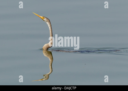 Oriental Darter oder indischen Darter (Anhinga Melanogaster) Stockfoto