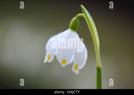 Frühling Schneeflocke (Leucojum Vernum), einzelne Blume, Schweiz Stockfoto