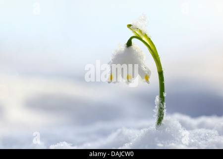 Frühling Schneeflocke (Leucojum Vernum), einzelne Blume im Schnee, Schweiz Stockfoto