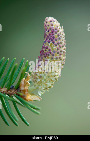 Norwegen Fichte (Picea Abies), männliche Blüte, Deutschland Stockfoto