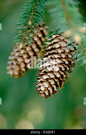 Norwegen Fichte (Picea Abies), Reife Zapfen auf einem Ast, Deutschland Stockfoto