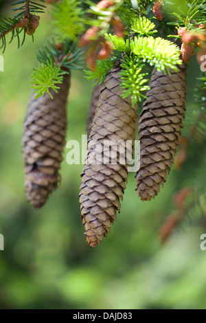 Norwegen Fichte (Picea Abies), Reife Zapfen auf einem Ast, Deutschland Stockfoto