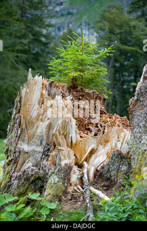 Gemeine Fichte (Picea Abies), junge Fichte, Deutschland, Bayern, Allgäu Stockfoto