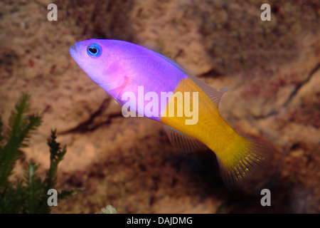 Königliche Dottyback, Bicolor Dottyback falsche Gramma (Pictichromis Paccagnellae), Schwimmen Stockfoto