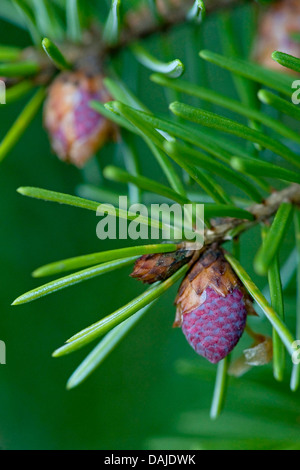 Serbische Fichte (Picea Omorika), Zweig mit blühenden Zapfen Stockfoto