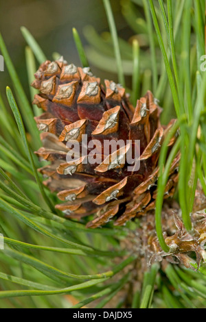 Latschenkiefer, Mugo Pine (Pinus Mugo), Zapfen, Deutschland Stockfoto