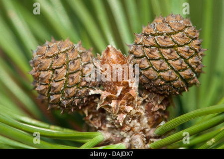 Latschenkiefer, Mugo Pine (Pinus Mugo), junge Zapfen, Deutschland Stockfoto