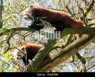 Zum ersten Mal die zwei Panda-Geschwister erkunden Freigehege des Zoos in Dortmund, Deutschland, 8. April 2011. Die Panda-Babys musste manuell aufgezogen werden, weil die Mutter gestorben war.  FOTO: ROLAND WEIHRAUCH Stockfoto