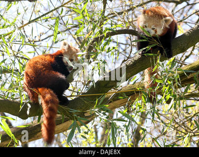 Zum ersten Mal die zwei Panda-Geschwister erkunden Freigehege des Zoos in Dortmund, Deutschland, 8. April 2011. Die Panda-Babys musste manuell aufgezogen werden, weil die Mutter gestorben war.  FOTO: ROLAND WEIHRAUCH Stockfoto