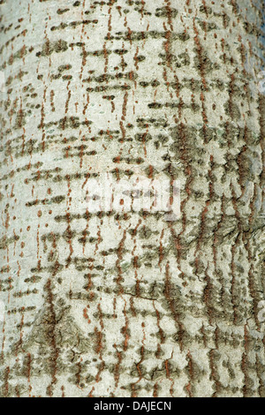 Silber-leaved Pappel, Abele (Populus Alba), Silberpappel, Rinde, Deutschland Stockfoto