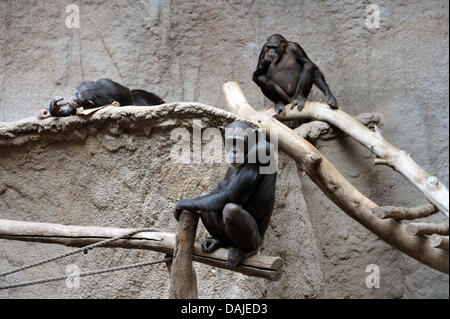 Schimpansen sitzen in Pongoland im Zoo Leipzig, Deutschland, 31. März 2011. Pongoland beherbergt Primaten in einem fast natürlichen und große Gehege, die 10 Jahre alt am 2. April 2011 werden. Foto: Peter Endig Stockfoto