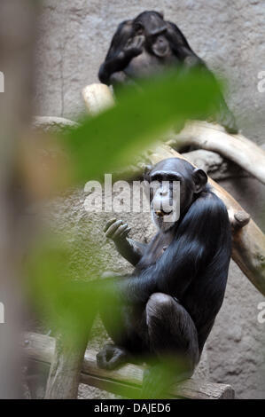 Schimpansen sitzen in Pongoland im Zoo Leipzig, Deutschland, 31. März 2011. Pongoland beherbergt Primaten in einem fast natürlichen und große Gehege, die 10 Jahre alt am 2. April 2011 werden. Foto: Peter Endig Stockfoto