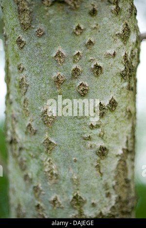 Silber-leaved Pappel, Abele (Populus Alba), Silberpappel, Rinde, Deutschland Stockfoto