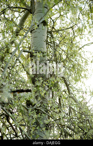 Silber-leaved Pappel, Abele (Populus Alba), Silberpappel, Stamm, Deutschland Stockfoto