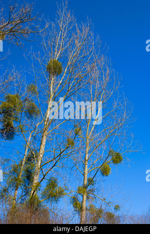 Kanadische Pappel (Populus X canadensis), Baum im Winter mit Misteln, Visum Album, Deutschland Stockfoto