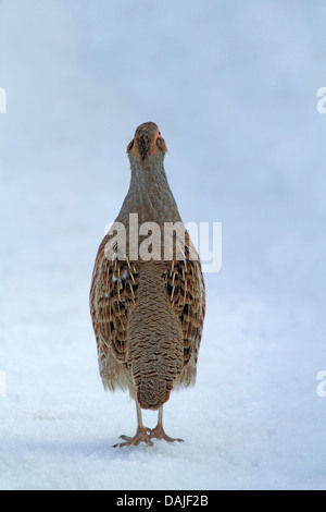 Haselhuhn (Tetrastes Bonasia, Bonasa Bonasia), stehend im Schnee, Deutschland Stockfoto