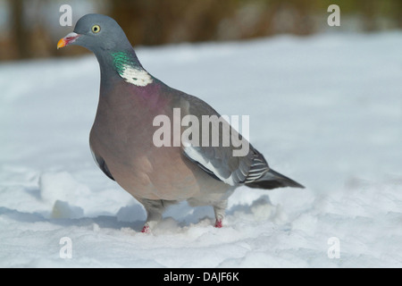 Ringeltaube (Columba Palumbus), Wandern im Schnee, Deutschland Stockfoto