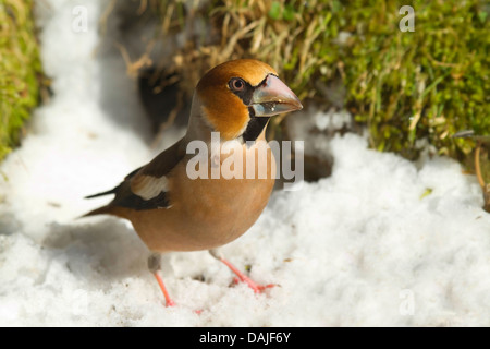 Kernbeißer (Coccothraustes Coccothraustes), sitzen im Schnee, Deutschland Stockfoto