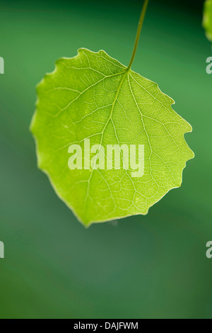 Europäische Aspen (Populus Tremula), Blatt, Deutschland Stockfoto